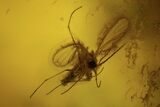 Two Fossil Flies (Diptera) In Baltic Amber #109448-2